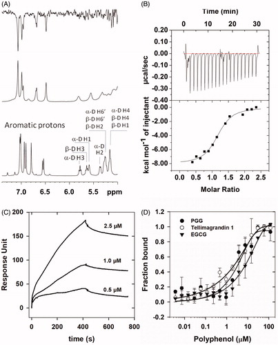 Figure 3. Interaction of PP1c with tellimagrandin I and with other polyphenols. (A): NMR spectra of tellimagrandin I in the absence (lower panel) and in the presence of rPP1cα (middle panel); and the corresponding STD-NMR spectrum (upper panel). (B): Interaction of rPP1cα with tellimagrandin I as revealed by ITC: ΔH = 8.038 ± 0.275 kcal/mol; S = 0.0036 kcal/mol/K; N = 1.16 ± 0.03; Ka=4.68 ± 1.02x106 M − 1. (C): Interaction of rPP1cδ with tellimagrandin I as revealed by SPR: Kd=0.31 µM. Representative sensorgrams of two independent experiments are shown. (D): Affinities of rPP1cα to tellimagrandin I (^), PGG (●) and EGCG (▼) were measured using MST. The changes in either, the intrinsic fluorescence of unlabelled rPP1cα upon binding to tellimagrandin I and PGG, or changes in fluorescent signal from rPP1cα extrinsically labelled with NT647 dye upon binding with EGCG, were determined at a range of concentration of polyphenols, and the fractions bound are presented. Data points are means ± SD (n = 3).