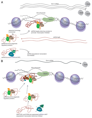 Figure 6 (A) The non-coding transcript asOct4-pg5 associates with Ezh2, G9a and possibly additional regulatory proteins. This complex localizes to the Oct4 promoter where it induces heterochromatization and inhibition of transcription. PURA and NCL may also bind asOct4-pg5, but function to inhibit its activity by sequestration. (B) When PURA and NCL are suppressed by RNAi, asOct4-pg5 is able to target Ezh2 and G9a to the Oct4 promoter, resulting in reduced Oct4 transcription.