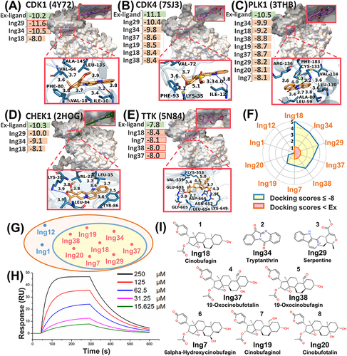 Figure 5 Molecule docking simulation and scoring statistics. (A-E) The docking score between target proteins and core ingredients. The three-dimensional docking conformation between the target and the core ingredient with best affinity. Ex-ligand (the original inhibitor). Red box (ingredients with docking score less than or equal to that of the original inhibitor). (F) The statistics of docking score between core ingredients and five target proteins. Ex (docking score of original inhibitor). (G) Venn diagram of final determination of core ingredients, in which eight core ingredients with docking score ≤ −8. (H) Detection of affinity between CDK1 and cinobufagin in a SPR assay. (I) Chemical structures of eight core ingredients.