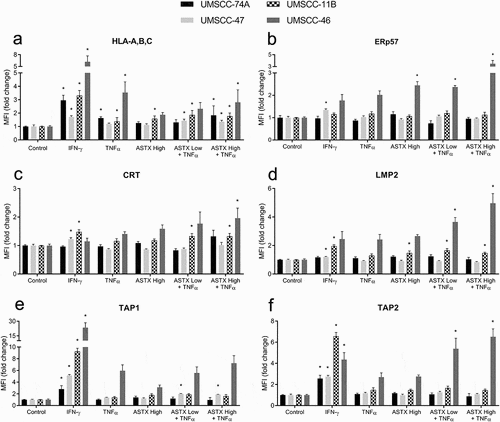 Figure 6. ASTX660 combined with TNFα differentially alters APM across various human HNSCC cell lines. UMSCC-74A (HPV-), −11B(HPV-), −47(HPV+), −46 (HPV-) cells were treated with IFN-γ (10 ng/mL, positive control), TNFα (20 ng/mL), ASTX660 (500 nM or 1 μM), and ASTX660 (250 nM, 500 nM, or 1 μM) + TNFα for 48 hours prior to staining and analysis by flow cytometry. Data are represented as mean + SEM, n = 6–9 from at least 2 independent experiments. *p < .05 versus control. APM, antigen processing machinery; IFN-γ, interferon-γ; TNFα, tumor necrosis factor α; MFI, mean fluorescence intensity