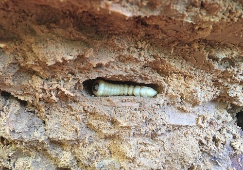Figure 1. Huhu grub in a decaying pine wood cavity.