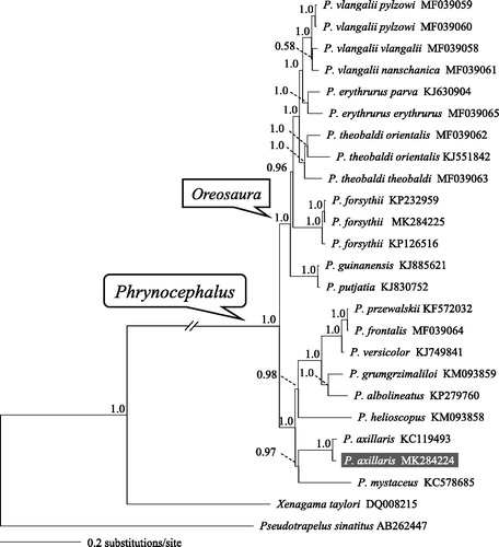 Figure 1. A majority-rule consensus tree inferred from Bayesian inference using MrBayes v.3.2.1 (Ronquist & Huelsenbeck Citation2003) with GTR + г substitution model, based on the concatenated PCGs of 22 individuals of toad-headed lizards and two outgroups. The novel sequencing sample is highlighted. GenBank accession numbers are given with species/subspecies names. DNA sequences were aligned in MEGA v.6.06 (Tamura et al. Citation2013). The PCGs were translated to amino acids sequences and were manually concatenated all sequences into a single nucleotide dataset (total 11,329 bp). Node numbers show Bayesian posterior probabilities. Branch lengths represent means of the posterior distribution.