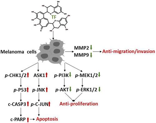 Figure 8 Overview of the anti-melanoma efficacy and mechanism of TF.