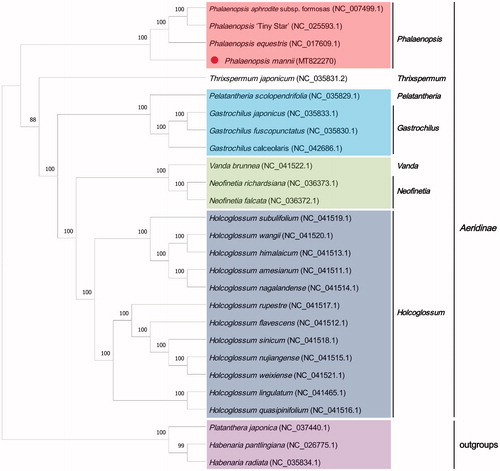 Figure 1. Maximum likelihood tree of 24 chloroplast sequences in Aeridinae, with Platanthera japonica, Habenaria pantlingiana and Habenaria radiata as outgroups. Phalaenopsis mannii was marked with a red circle. Bootstrap support values are shown next to the nodes.