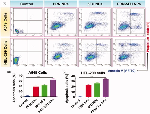 Figure 7. (A-C) apoptosis in human lung carcinoma cells (HEL-299 and A549) was confirmed using flow-cytometry analysis. Assessment of cell death in HEL-299 and A549 cancer cells treated with synthesized nanoparticles. HEL-299 and A549 cells were incubated at 37 °C for 24 h with different nanoparticles (control, 5FU NMs, PRN NMs, and PRN-5FU NMs) for 24 h.