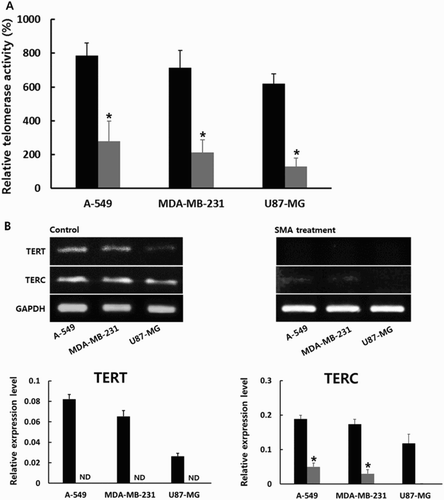 Figure 2. A, Level of telomerase activity analyzed by RQ-TRAP assay in untreated control (▪) and 1 μM SMA-treated (▪) A-549, MDA-MB-231 and U87-MG cancer cells. B, Expression level of TERT and TERC transcripts related with telomerase activity in untreated control (▪) and 1 μM SMA-treated (▪) A-549, MDA-MB-231 and U87-MG cancer cells. Asterisks (*) indicates significant (P < .05) difference between untreated control and SMA-treated cell lines, respectively.