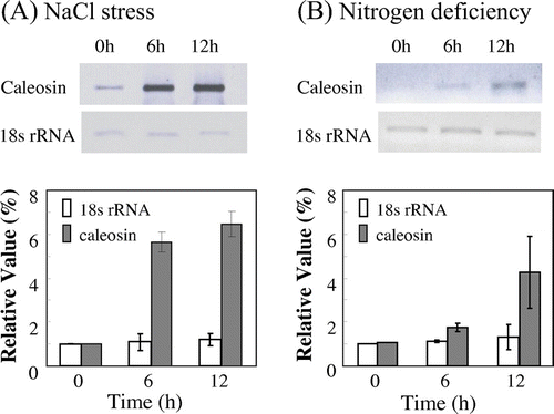 Fig. 6. Expression of caleosin gene in C. vulgaris TISTR 8580 cells.Notes: Cells were collected at 0, 6, and 12 h of exposure to salinity stress, and (A) nitrogen deficiency (B) Semi-quantitative RT-PCR analysis was performed as described in materials and methods. PCR products were subjected to electrophoresis, followed by calculation of relative values of the amount of DNA fragments. 18s rRNA gene was used as control whose mRNA abundance remained unchanged under stress conditions. The values at time zero of each gene were set to 1. Data are the means ± SD) of three independent experiments.