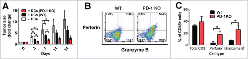 Figure 5. Enhanced antitumor effect on primary established HCC by intratumoral transfer of PD-1 KO DCs. (A) Hepa1-6 cells were transplanted subcutaneously into the flanks of WT recipient mice. Intratumoral injection with WT (black), PD-1 KO (red) BMDCs or PBS only (white) were performed 1 week later. Day 0 is defined as the day of DC injection. Sizes of transplanted HCC tumors were measured for 14 d post DC transfer, and the data were normalized to the tumor sizes at day 0. *p < 0.05, unpaired t-test, N = 7, data was pooled from two independent experiments. (B) Increased perforin- and granzyme B-secreting tumor-infiltrating CD8+ T cells in primary established HCC after transfer of PD-1 KO BMDCs. Mice with established subcutaneous Hepa1-6 tumors were sacrificed on day 7 after intratumoral transfer of WT and PD-1 KO BMDCs. Perforin- and granzyme B-secreting CD8+ T cells were evaluated by intracellular staining followed by flow cytometry. All cells were gated on the CD45+, CD3ϵ+, and CD8+ population. Quadrants were established with reference to the isotype controls. A representative density plot from one mouse is shown. (C) Percentages of perforin- and granzyme B-expressing CD8+ T cells and total tumor-infiltrating CD8+ T cells 7 d post intratumoral transfer of WT and PD-1 KO BMDCs. Cell percentages are relative to total CD45+ live singlet T cells; *p < 0.05, unpaired t-test, N ≥ 3 per group.