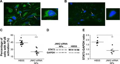 Figure 3 p5RHH-JNK2 siRNA NPs reduce inflammatory signaling in atherosclerotic plaque.Notes: (A and B) Representative confocal images of immunofluorescence stains exhibit reduced nuclear localization of p65 in atherosclerotic plaques from treated ApoE−/− mice (B) (n=10) compared to HBSS control (A) (n=16, P<0.001). Arrows point to cells harboring nuclear p65. Insets highlight cells with (A) and without (B) nuclear p65. A and B were captured at magnification of 60×. (C) Quantification of cells with nuclear p65 in plaques. (D and E) Western blot results illustrate STAT3 protein knockdown by p5RHH-JNK2 siRNA NPs (n=5) compared to HBSS control (n=6) (P=0.004). GAPDH was used as internal control. Unpaired two-sided Student’s t-test used for statistical analysis. **P<0.01; ***P<0.001.Abbreviations: HBSS, Hanks’ Balanced Salt solution; NPs, nanoparticles.