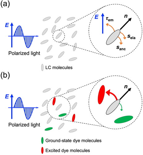 Figure 1. Schematic images of the mechanism of photoinduced molecular reorientation by linearly polarized light for (a) LCs and (b) dye-doped LCs. The red and green arrows in Fig. 1b are the molecular reorientational torques as a result of the interaction between dye and LC molecule. The torque balance generates a dye torque τdye, which pulls the director n toward the excited dye molecules.