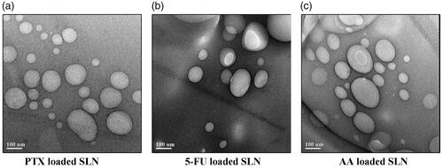 Figure 2. Transmission Electron Micrograph of SLNs.