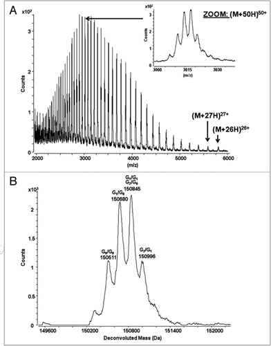 Figure 2 The catumaxomab sample was analyzed using RP-HPLC mass spectrometry using a PLRP-S column (Varian) with an acetonitrile gradient from 27% to 42% over 40 minutes on a 1200 HPLC system (Agilent) for separation, coupled with an Agilent 6220 ESI-TOF mass spectrometer. The column temperature was 65°C and the flow rate was 200 µL/min. (A) Combined raw spectrum of approximately 60 scans (1 minute) at a resolution of approximately 14,000. (B) The raw data was converted using MassHunter deconvolution software.