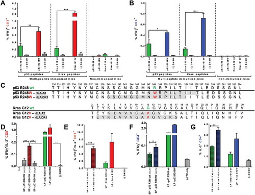 Figure 4. Mutated p53 R248W and Kras G12D/V peptides are more immunogenic than corresponding wt peptides when used for vaccination of A2.DR1 dtg mice and comprise HLA class I and II restricted epitopes. CD8+ (A) and CD4+ (B) T cell recall responses against mutated and wt peptides tested in A2.DR1 dtg mice immunized with group A and C long peptide cocktails (vaccination regimen: peptides in PBS-based formulations including 50 μg CpG ODN 1668 as an adjuvant, twice on a bi-weekly basis) or untreated mice are shown. In vitro recall responses were obtained from combined IFN-γ secretion assays and intracellular cytokine stainings performed with splenic CD90+ purified T cells from immunized mice. IFN-γ secretion of CD8+ T cells upon in vitro recall against respective single peptides presented by CD11c+ DCs are displayed. Each peptide and control sample was tested in triplicates. Results are plotted as means ± SEM. Differences were tested for by unpaired, two-tailed t-test. (C) Putative class I and II epitopes (highlighted in gray) within the long p53 R248W and Kras G12V peptide sequences. (D) – (G) T cell recall responses against mutated and wt Kras G12(V) and p53 R248(W) peptides tested in A2.DR1 dtg mice immunized with the long peptides Kras G12V or p53 R248W. In vitro recall responses were obtained from two-color cytokine secretion assays performed with splenic pan-T cells from immunized mice. Percentages of IFN-γ/IL-2 (D, E) double-positive CD8+ (C, D) and IFN-γ (F), IL-2 (G) positive CD4+ T cells upon in vitro recall against short and long Kras or p53 peptides presented by CD11c+ DCs are displayed. Each peptide and control sample was tested in triplicates. Results are plotted as means of triplicate assays ± SEM. Differences were tested for by unpaired, two-tailed t-test. ns: not significant.