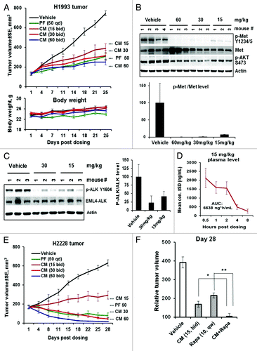 Figure 7. CM-118 shows in vivo efficacy in c-Met-, EML4-ALK-driven NSCLC models. (A) Mice bearing the H1993 tumors (n = 8) were dosed orally with vehicle, 15, 30, 60 mg/kg bid, or 50 mg/kg PF-02341066 (PF) qd for 25 d. Tumor volumes (top) and body weights (bottom) are shown. (B) Tumor lysates made 4 h post the last dose were immunoblotted (top) and quantified (bottom). (C) Mice bearing the H2228 tumors (n = 3) were dosed once with 15 or 30 mg/kg CM-118. Tumor lysates made 4 h post dosing were immunoblotted (left) and quantified (right). (D) Plasma samples (n = 3) of mice received 15 mg/kg CM-118 were analyzed for drug concentration and 8 h exposure AUC. (E) Mice bearing the H2228 tumors (n = 8) were dosed orally with vehicle, 15, 30, 60 mg/kg bid or 50 mg PF qd for 28 d. Tumor volumes are shown. Statistical analysis for (A and E): ***P < 0.001; treated vs. vehicle control. (F) Relative tumor volume (RTV) on day 28 for study groups (n = 8) of vehicle control, 15 mg/kg CM-118 bid, 10 mg/kg rapamycin qw, and combination of CM-118 and rapamycin. Statistical analysis: *P < 0.05; **P < 0.01.