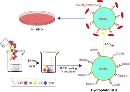 Figure 4 A schematic illustration for the synthesis of hydrophilic CuInS2 QDs for in vitro bioimaging.Abbreviations: GSH, glutathione; QDs, quantum dots.