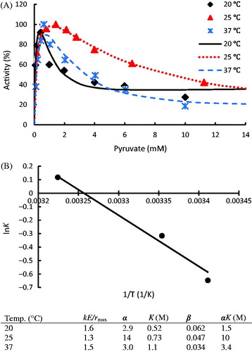 Figure 5. (A) Temperature effect on the activity of hLDH-1 with data taken from publicationsCitation23,Citation24; (B) Van’t Hoff Equation simulation of hLDH-1 K values. hLDH-1 kinetic parameters at different reaction conditions are listed in the table. The dots denote the experimental data and the lines represent the simulation results.