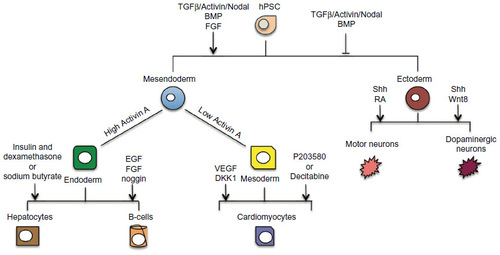 Figure 2 hPSCs can differentiate to derivatives of all three embryonic germ layers (ectoderm, mesoderm, endoderm).