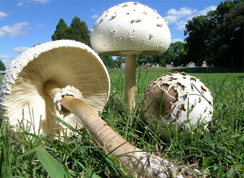 Figure 3. Photograph of Chlorophyllum molybdites.