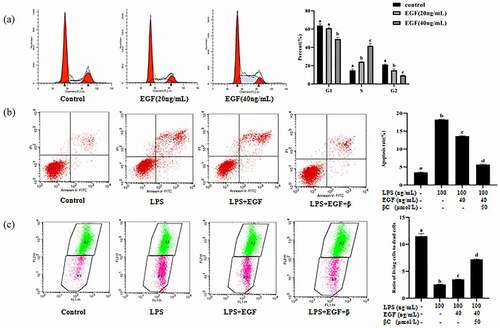 Figure 8. Effect of EGF and β-carotene on LPS-induced apoptosis.