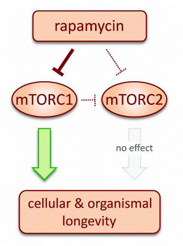 Figure 1. Inhibition of mTORC1, but not of mTORC2, promotes cellular and organismal longevity.