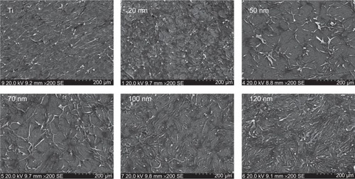 Figure 2 Scanning electron microscopic images of U87 cells cultured on amorphous nanotube coatings.Abbreviation: Ti, titanium.