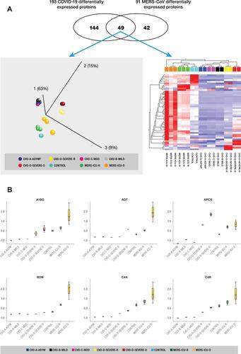 Figure 5 (A) Identification of biomarkers implicated in regulation of SARS-CoV-2 and MERS-CoV. (Top panel) The Venn diagram showing 49 proteins that overlap between the two datasets of COVID-19 and MERS-CoV, indicating some level of homogeneity in protein expression profiles of the two implicated coronaviruses. PCA plot (left lower panel) and hierarchical cluster analysis (right lower panel) using the expression dataset of the 49 proteins that overlap between the two datasets of COVID-19 and MERS-CoV. (B) Representative changes in abundance of some of the 49 proteins between the different grades of COVID-19 patients. The normalized quantitative values of individual proteins across all the sample groups are depicted as box plots, which were generated using the using the Qlucore Omics Explorer version 3.7 (Lund, Sweden) (https://qlucore.com).