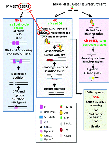 Figure 2. DNA repair pathways of double-strand DNA breaks. DNA double-strand breaks (DSB) occur in transcriptionally active or replicating cells in the presence of reactive oxygen species, ionizing radiation, or when the replication machinery encounters unrepaired single-strand damage. DSBs also enable DNA rearrangements in order to select for antigen-specific T or B lymphocytes. In addition, the main drugs used in cancer target cell replication machinery resulting in DSB and cell death. Two major pathways compete to repair DSBs. The accurate homologous recombination (HR) requires a duplicated sister chromatid and is active only at the end of S phase or in the G2 phase. Non-homologous end joining (NHEJ) is active in all phases of cell cycle and involved partial resection and ligation of DNA ends. The choice between HR and NHEJ in replicating cells is dictated by 53BP1 and BRCA1, which compete to bind DNA ends and block mutually. alt-NHEJ, alternative less accurate pathways, and SSA, single-strand annealing, can repair DSBs and may yield to DNA deletion, amplification, or translocation.