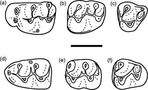 Figure 8 Myocricetodon tomidai. Anterior is to the left. (a) PMNH 394, left M1 (type); (b) PMNH 456, left M2; (c) PMNH 489, left M3; (d) PMNH 413, right m1 (reversed); (e) PMNH 452, left m2; (f) PMNH 407, left m3. Length of scale bar is 1 mm.