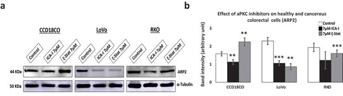 Figure 7. Expression of actin related protein 2, ARP2 in normal and CRC cells. Cells were grown and treated with atypical PKC inhibitors for three consecutive days. Equal amount of cell lysate was subjected to western blot analysis. (a) Expression of ARP2, an actin nucleating protein in healthy and cancerous cells. α-Tubulin was used as a loading control. (b) The bar charts represent corresponding band intensity. N = 3 independent experiments. Mean ± S.E.M. * represents p value (* < 0.05, ** < 0.02, *** < 0.01).