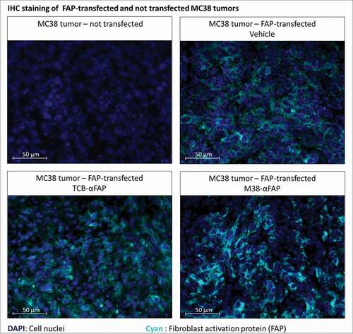 Figure 5. Immunofluorescent staining of murine FAP in solid tumors derived from either murine FAP-transfected (upper right, lower left, lower right) or non-transfected (upper left) MC38 colorectal cancer cells. Murine FAP-transfected tumors were treated with the TCB (lower left), the pMHCI-IgG (lower right) or untreated (upper right). Cell nuclei are stained with DAPI and depicted in blue. Murine FAP located on the cell surface is depicted in cyan blue