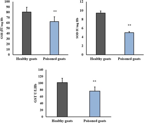 Figure 3. Effect of nitrate poisoning on erythrocytic superoxide dismutase (SOD) (IU/mg Hb), glutathione peroxidase (GSH-Px) (IU/mg Hb), glutathione S-transferee (GST) (U/L Hb) activities in healthy and nitrate poisoned goats. Nitrate poisoning caused a significant increase in erythrocytes SOD, GSH-Px, and GST activities in comparison to healthy goats. Bars indicate mean ± SE and asterisks indicate significant differences at P < 0.05.