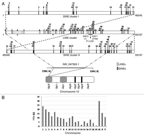 Figure 2. Presence of P1-LINE sequences in the rat genome. (A) The 93 kb region (accession number NW_047365.1) of the rat chromosome 12 (12p12, 1–93197 bp) shows a cluster of 53 LINEs (1–53) as light gray boxes in the middle bar and 57 SINEs (1–57) as dark gray boxes in two parts (1–22 and 23–57) in the top (1–46345 bp) and bottom (46346–93197 bp) bars, respectively. The full length L1 (4 and 13) sequences are marked with a star. P1-LINE is drawn as a black solid line from 35 to 37 in the middle bar. (B) Distribution and abundance of P1-LINE sequences in the rat chromosomes (Table 2).