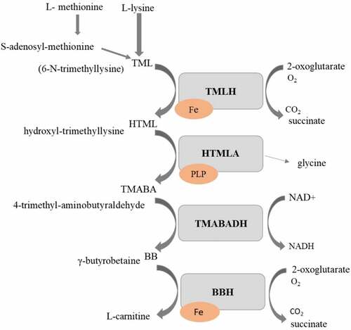 Figure 1. Carnitine biosynthesis pathway in fungi