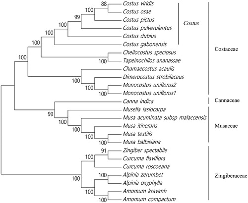 Figure 1. Maximum likelihood tree based on the sequences of 25 chloroplast genomes. The bootstrap values were based on 1,000 replications and are indicated next to the branches. Accession numbers: Alpinia zerumbet JX088668, Alpinia oxyphylla KY985237, Amomum kravanh MF991963, Amomum compactum MG000589, Canna indica KF601570, Chamaecostus acaulis MH603404, Cheilocostus speciosus MH603405, Costus dubius MH603406, Costus gabonensis MH603407, Costus osae MH603408, Costus pictus MH603409, Costus pulverulentus KF601573, Curcuma roscoeana KF601574, Curcuma flaviflora KR967361, Dimerocostus strobilaceus MH603413, Musa acuminata subsp. malaccensis HF677508, Musa textilis KF601567, Monocostus uniflorus 1 KF601572, Monocostus uniflorus 2 MH603429, Musa balbisiana KT595228, Musa itinerans KY753133, Musella lasiocarpa KY807173, Tapeinochilos ananassae MH603446, and Zingiber spectabile JX088661.