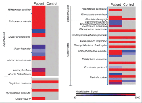 Figure 2. Hybridization signals (Cy3-Cy5) of the probes of the organisms detected in the patient sample screen compared to the control sample screen, represented in a heat map.