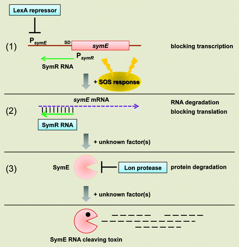 Figure 3. Model for SymE synthesis. SOS-induced symE gene is repressed at three levels by (1) the LexA repressor (transcriptionally), (2) the SymR antisense RNA (post-transcriptionally and/or translationally) and (3) the Lon protease (post-translationally). Other as-yet unknown factors such as ribonucleases and chaperon proteins could be involved in the modulation of SymE synthesis. Endogenous levels of the SymE protein might play a role in degrading particular RNA damaged concomitantly with DNA.