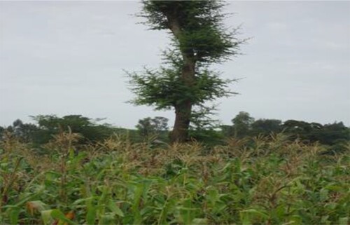 Figure 6. Lopping of A. albida improve the productivity of maize in the study area.