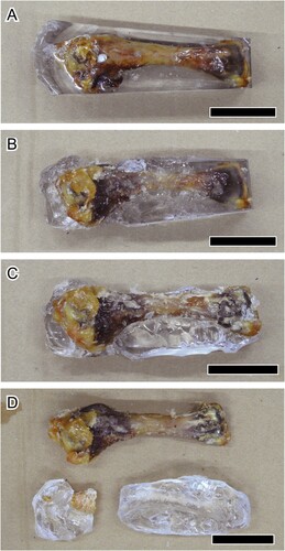 FIGURE 7. A, Chicken (Gallus gallus) humerus embedded by epoxy resin (the block), which is used for removal of epoxy resin (see the heading Removal of Epoxy Resin from the Samples). The block has been soaked in acetone and dichloromethane for: B, one; C, two; and D, three cycles. All scale bars equal 3 cm.