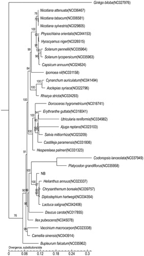 Figure 1. Maximum-likelihood (ML) tree based on the mitogenome sequence of Arctium lappa, NB, (SRX7565441) with 31 other species, the bootstrap supports are shown on each node.