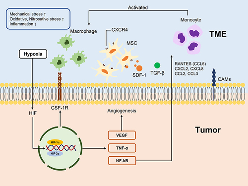 Figure 3 Mechanisms of hypoxic tumor microenvironment.