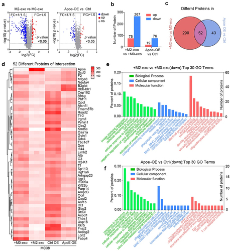 Figure 3. (A, B) Volcano Plots diagram (A) and quantification (B) showed downregulated (blue) and upregulated (red) proteins in MC38 which were treated with M2-exo versus M0-exo and ApoE-OE versus Ctrl. n = 3 per group. (C) Venn diagram showed the number of significantly different proteins from the four groups above. (D) Heatmap of 52 shared proteins of intersection in the Venn diagram above. (E, F) Top 30 GO terms of downregulated proteins in MC38 which was treated with M2-exo versus M0-exo (E) or ApoE-OE (F) versus Ctrl.Proteomics profiling of MC38 tumor cells treated with M2-exo or ApoE overexpression.
