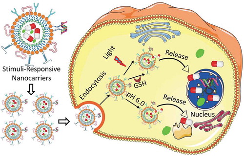 Figure 1. Schematic representation of stimuli-responsive delivery of therapeutics and contrast agents into a diseased cell. After entering a targeted cell through endocytosis, nanoparticles undergo disassembly through various internal (acidity, actions of intracellular enzymes, high temperature) as well as external (light, magnetic field, temperature, ultrasoud, etc.) stimuli. On dissociation of the nanostructure, the encapsulated drugs or imaging agents are released and delivered to their specific targets in nucleus and cytoplasm