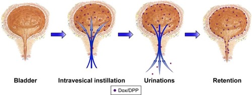 Figure 1 Schematic comparison of Dox retention in the bladder.Notes: After intravesical instillation of Dox/DPP solution into the bladder, increased adhesion of Dox due to the cationic nanoparticles caused enhanced drugs retention in bladders.Abbreviations: Dox, doxorubicin; Dox/DPP, Dox-loaded 1,2-dioleoyl-3-trimethylammonium propane/methoxypoly (ethyleneglycol).