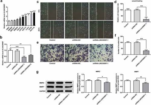 Figure 3. LINC00997 silencing suppressed the migration and invasion of CRC cells. (a) LINC00997 level in several CRC cell lines was detected using RT-qPCR. **P < 0.01, ***P < 0.001 vs. HIEC. (b) The level of LINC00997 was tested with RT-qPCR after transfection with shRNA-LINC00997 into HCT116 cells. **P < 0.01, ***P < 0.001. (c and d) Cell migration was tested using wound healing assay. (e and f) The invasive ability of HCT116 cells was determined with Transwell assay. (g) Western blot analysis was used to examine the expression of MMP2 and MMP7. *P < 0.05, **P < 0.01, ***P < 0.001