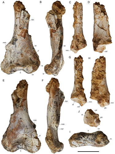 Figure 8. Limb elements referred to Mukupirna fortidentata, sp. nov. Distal left humerus (NTM P13347) in A, cranial, B, lateral, E, caudal, F, medial and I, distal views. Distal left tibia (NTM P13346) in C, cranial, D, lateral, G, caudal, H, medial and J, distal views. Scale bar equals 30 mm. Abbreviations: ca, capitulum; dpc, deltopectoral crest; gtc, groove for the tendon of the m. tibialis cranialis; le, lateral epicondyle; lsr, lateral supracondylar ridge; ltf, lateral talar facet; mm, medial malleolus; msb, medial supracondylar bridge; msf, medial supracondylar foramen; mtf, medial talar facet; of, olecranon fossa; rf, radial fossa; tr, trochlea.