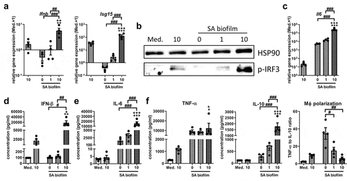 Figure 2. Effect of STING activation on the IRF3/IFN-β response upon stimulation with SA biofilm CM. RAW 264.7 cells were stimulated with control medium (Med.) or SA biofilm CM 1:1 diluted in fresh growth media (DMEM high glucose + 10% FCS + 1% Pen/Strep) and effect of the bacterial STING agonist 3’3’-cGAMP on the IRF3 mediated IFN-β response was evaluated. a) Gene expression analysis of Ifnb and target gene Isg15. RAW 264.7 cells were treated with 3’3’-cGAMP in different concentrations (1 and 10 µg/ml) and SA biofilm CM for 20 hours and mRNA levels of Ifnb and Isg15 were quantified by RT-qPCR. Data are presented as relative gene expression of gene of interest related to the reference gene Hprt1 and normalized to the unstimulated medium control. n = 4 experiments. b) Activation of the IRF3 pathway. RAW 264.7 cells were treated with 3’3’-cGAMP in different concentrations (1 and 10 µg/ml) and SA biofilm CM for 4 hours and presence of phospho-IRF3 as activated form of the transcription factor was visualized by western blot. HSP90 was used as loading control. n = 3 experiments. c) Gene expression analysis of stress marker Il6. RAW 264.7 cells were treated with 3’3’-cGAMP in different concentrations (1 and 10 µg/ml) and SA biofilm CM for 20 hours and mRNA levels of Il6 were quantified by RT-qPCR. Data are presented as relative gene expression of gene of interest related to the reference gene Hprt1 and normalized to the unstimulated medium control. n = 4 experiments. d-f) Cytokine release of IFN-β, IL-6, pro-inflammatory TNF-α and anti-inflammatory IL-10. RAW 264.7 cells were treated with 3’3’-cGAMP in different concentrations (1 and 10 µg/ml) and SA biofilm CM for 20 hours and protein concentrations of IFN-β (d) and IL-6 (e) as well as pro-inflammatory TNF-α and anti-inflammatory IL-10 (f) were quantified in the supernatant by cytometric bead array (CBA; LEGENDplexTM). Data are presented as absolute concentration (pg/ml). Ratio of TNF-α to IL-10 protein levels was used as indicator for macrophage polarization. n = 4 experiments. For a/c-f: Data are presented as mean ± SEM and single values are shown as dots. p-values were calculated by ordinary one-way ANOVA with post-hoc Bonferroni corrected multiple comparison. * is indicating significance against medium (Med.), + is indicating significance between 10 µg/ml 3’3’-cGAMP in medium or SA biofilm CM, # is showing significance between 3’3’-cGAMP concentrations. *p < 0.05, **p < 0.01, ***p < 0.001; + p < 0.05, ++ p < 0.01, +++ p < 0.001; #p < 0.05, ##p < 0.01, ###p < 0.001.