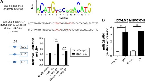 Figure 5 p53 induced the mitochondrial apoptosis by activating the promoter activity of miR-26a in HCC cells.