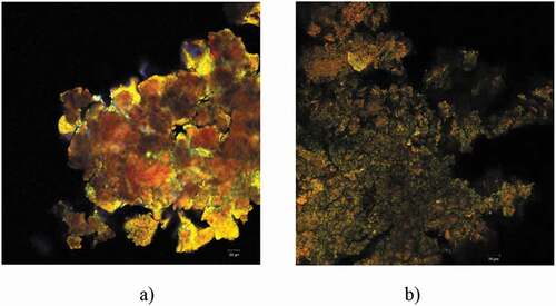 Figure 3. Confocal laser scanning microscopy images obtained with the ZEN 2012 SP1 software (Black Edition) on the powder samples obtained by encapsulating flavonoids in different wall materials: peptides obtained through β-lactoglobulin thermolysin assisted hydrolysis (a) and β-lactoglobulin (b).Figura 3. Imágenes de microscopía de escaneo láser confocal obtenidas con el software ZEN 2012 SP1 (Black Edition) sobre las muestras de polvo obtenidas por encapsulación de flavonoides en diferentes materiales de pared: péptidos obtenidos por hidrólisis de β-lactoglobulina asistida por termolisina (a) y β-lactoglobulina (b)