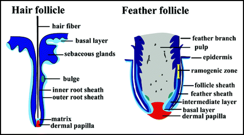 Figure 4 Structure of hairs and feathers. Schematic diagrams showing the layout of the hairs and feathers.