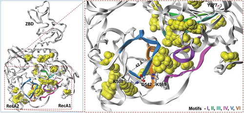 Figure 3. Panel A shows potential small molecule inhibitor binding pockets (yellow space-filled atoms) in the structure of SARS-CoV as determined by SiteID program (Tripos Associates, St. Louis, MO). These binding sites were calculated from the crystal structure of SARS-CoV nsp13 (PDB file 6JYT [Citation47]) after changing selenomethionine residues to methionine. Panel B shows the close up of conserved motifs, computed small molecule binding pockets and SSYA10–001 binding site residues K508 and Y277 (shown as ball-and-sticks). The dotted line represents (42 Å) the distance between two Cα-atoms of Y227 and K508. Residues that interact with K508 from Motifs IV and V are also shown in this panel. The carbon, nitrogen and oxygen atoms are colored as white, blue and red, respectively. This figure was generated by Sybyl X (Certara, St. Louis, MO)